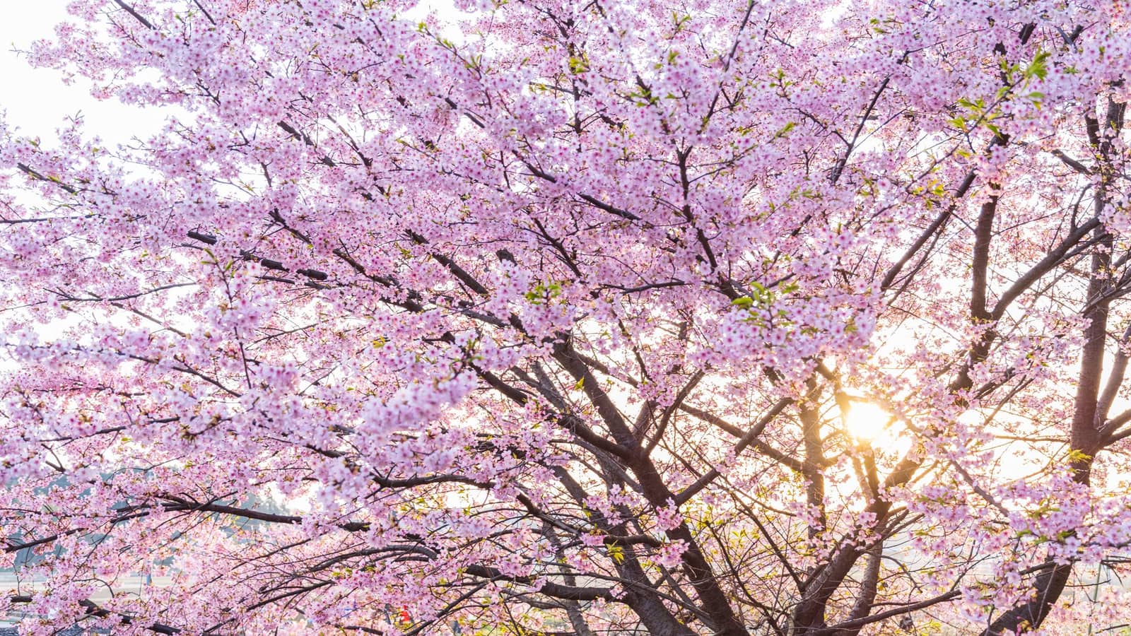 Cherry blossom in Ibaraki