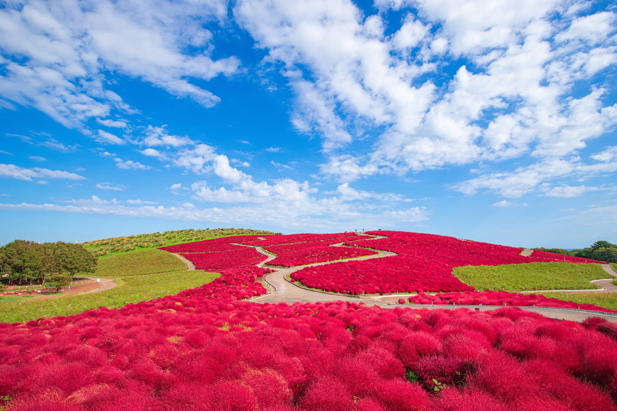 Kochia bushes turned scarlet in autumn