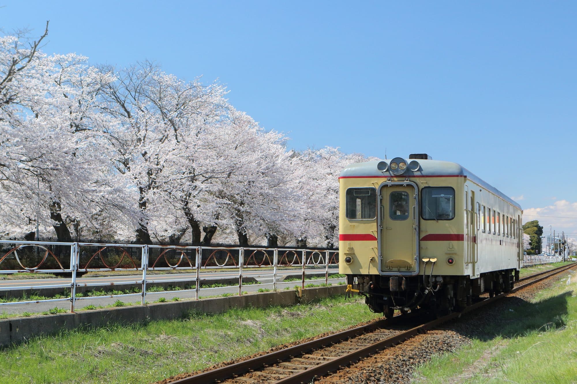 A single-car diesel train on the Minato Line passing cherry trees in blossom