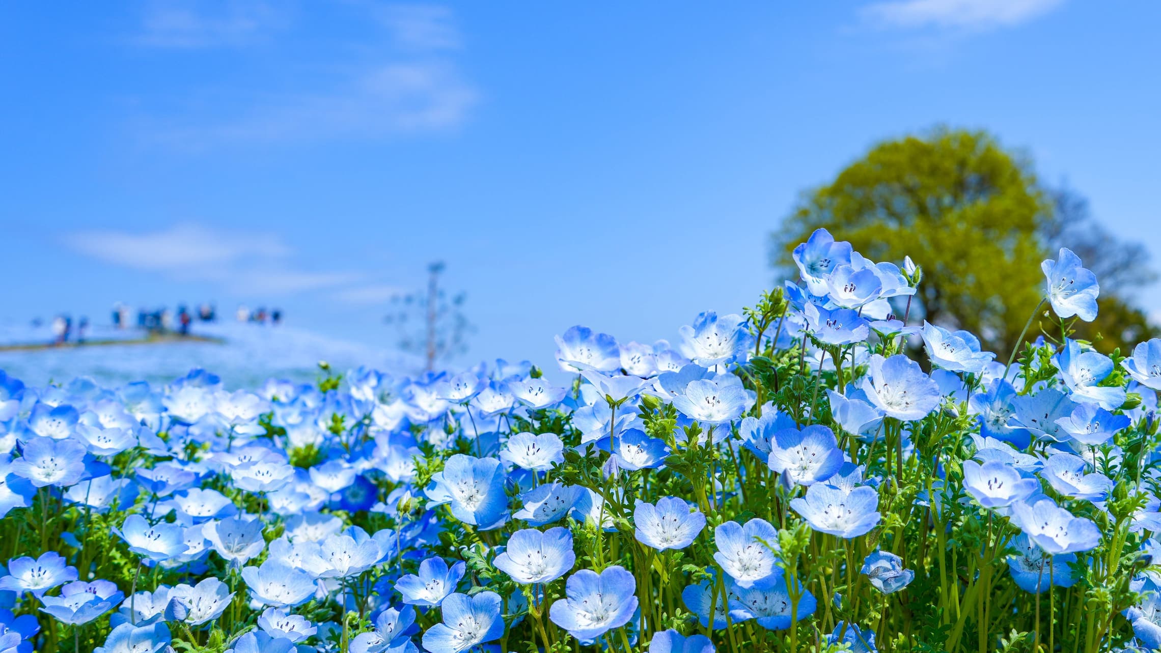Hills of blue nemophila in flower at Hitachi Seaside Park