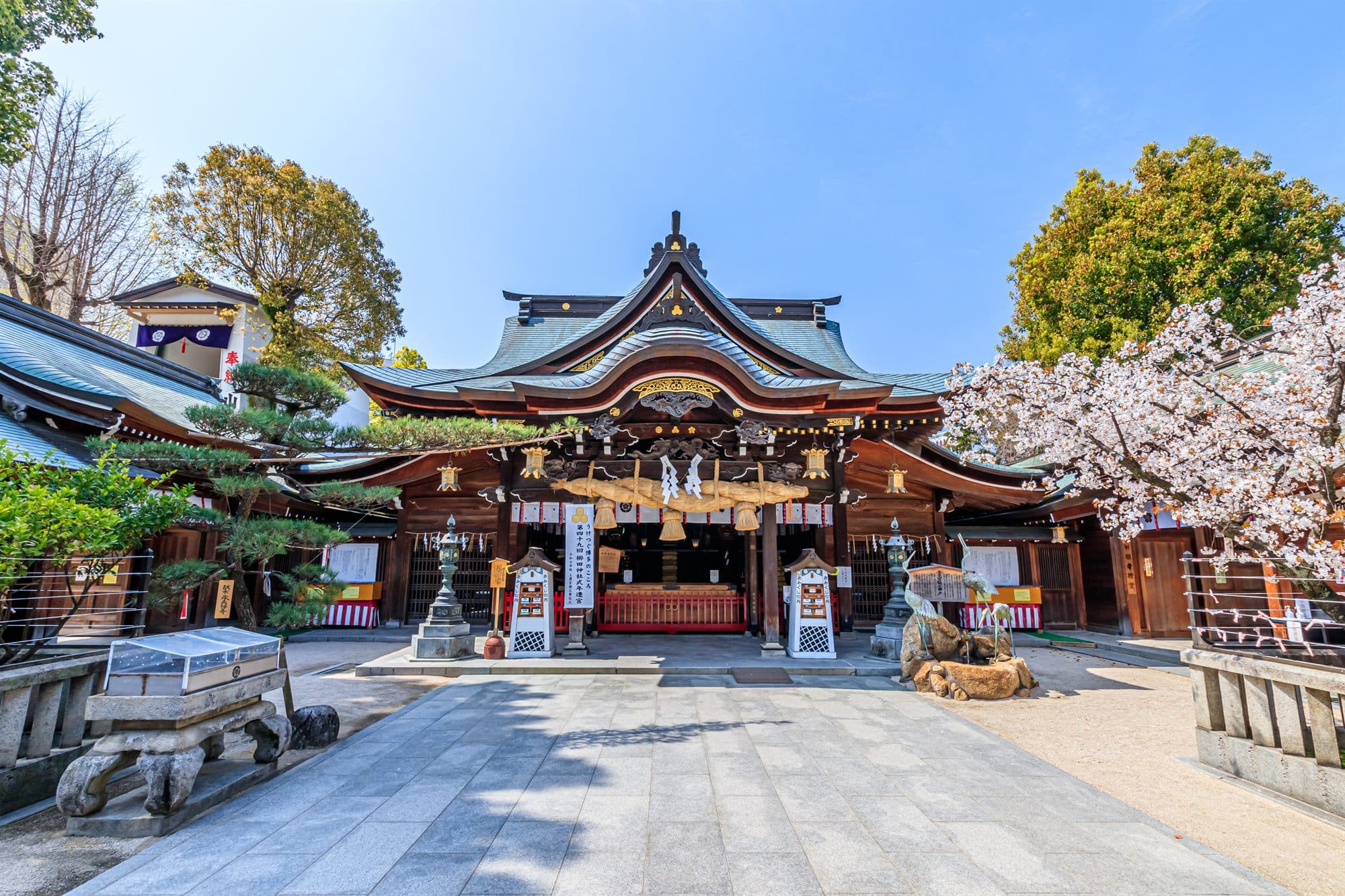 Kushida Shrine in Hakata, with cherry blossom beside the hall